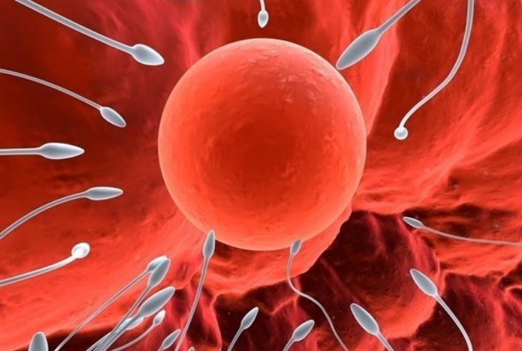 进入女性体内后,结合失败的精子都去哪里了?既心疼又好笑