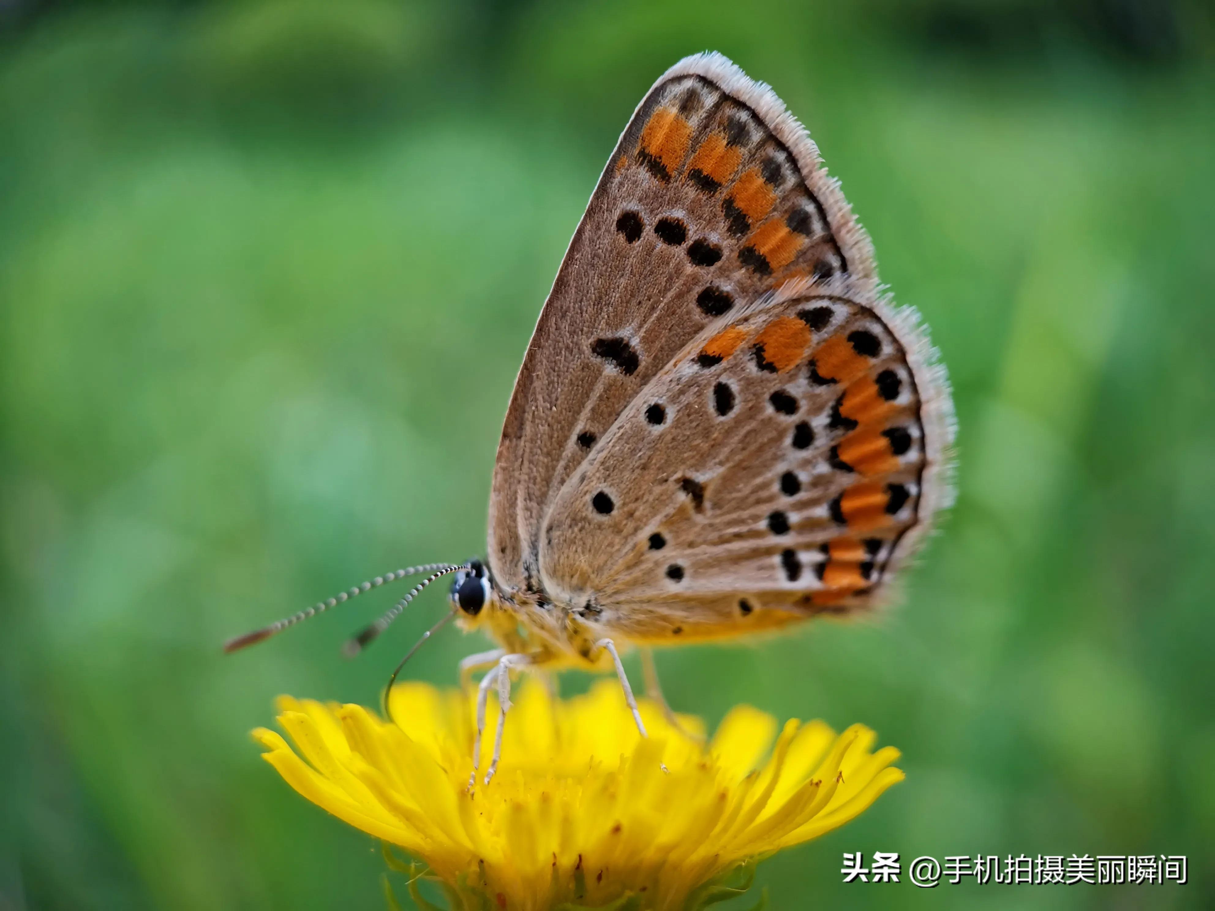 手机拍蝴蝶教程,手机拍摄蝴蝶技巧