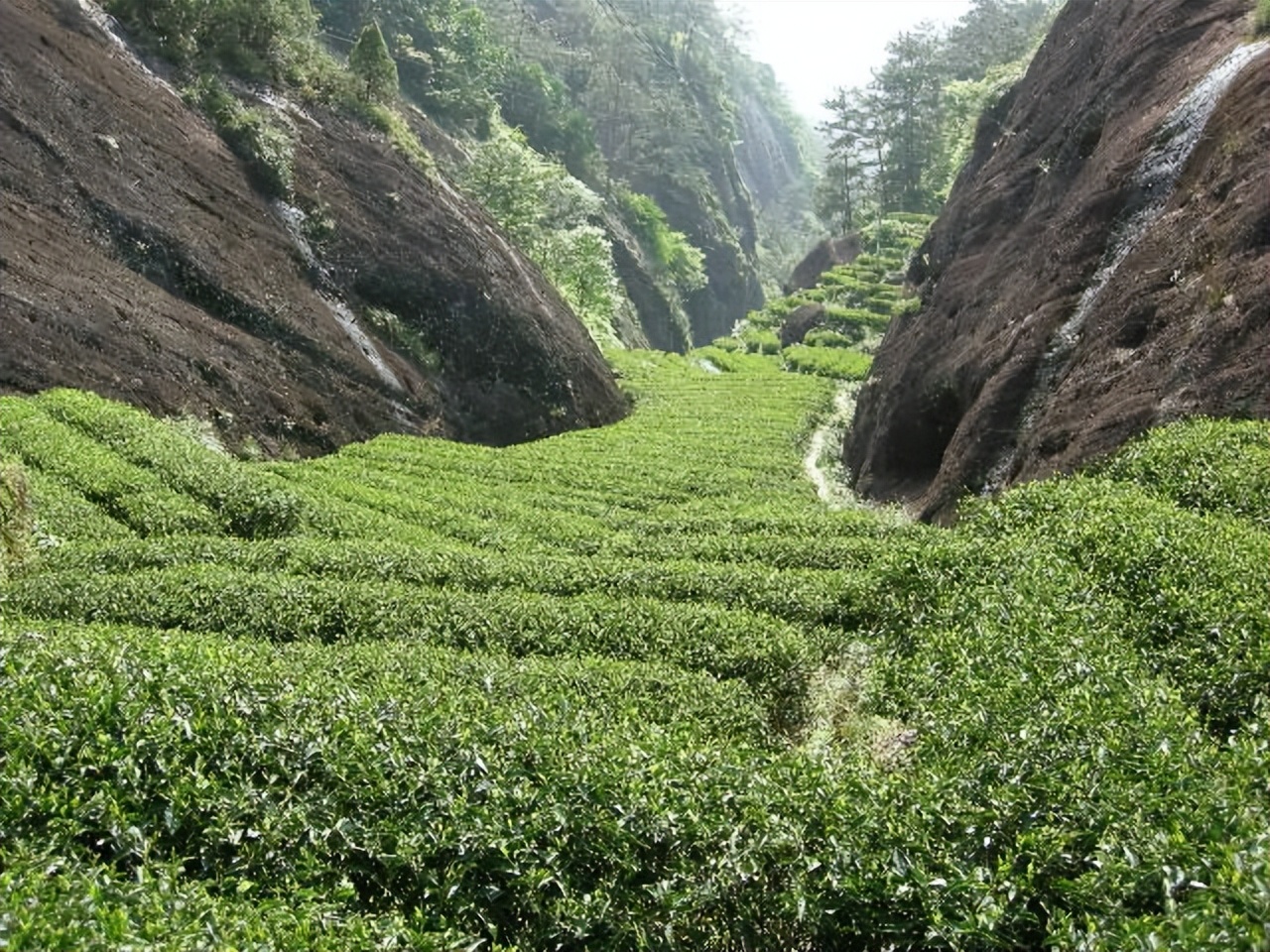 痛心的技术泄密：英国*子骗**从中国偷走两种树苗，中国损失百亿纹银