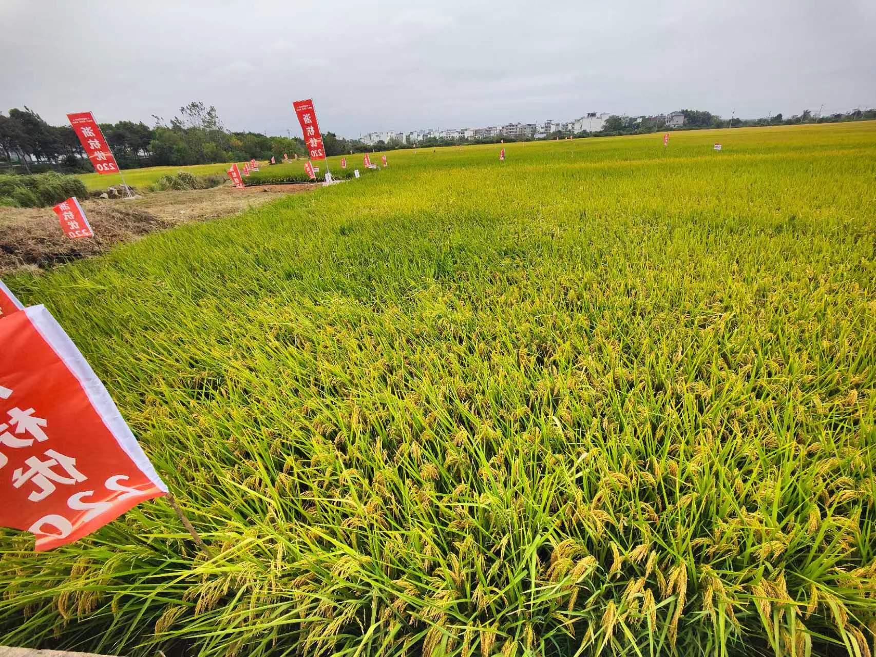 金色农华籼梗交新标杆、新升级——浙杭优220