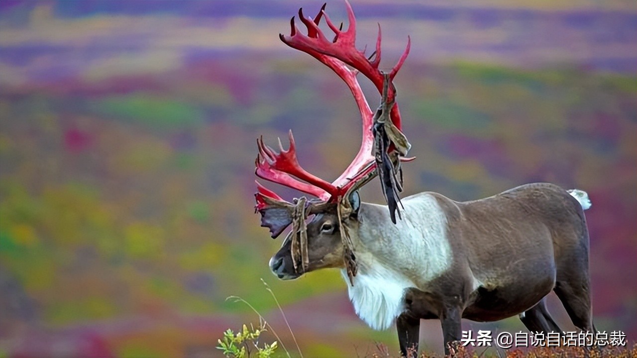 超级血液代表着什么,超级血液是啥