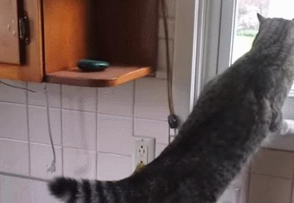 为啥猫咪老用尾巴扇我是不耐烦吗,猫咪一直扇尾巴