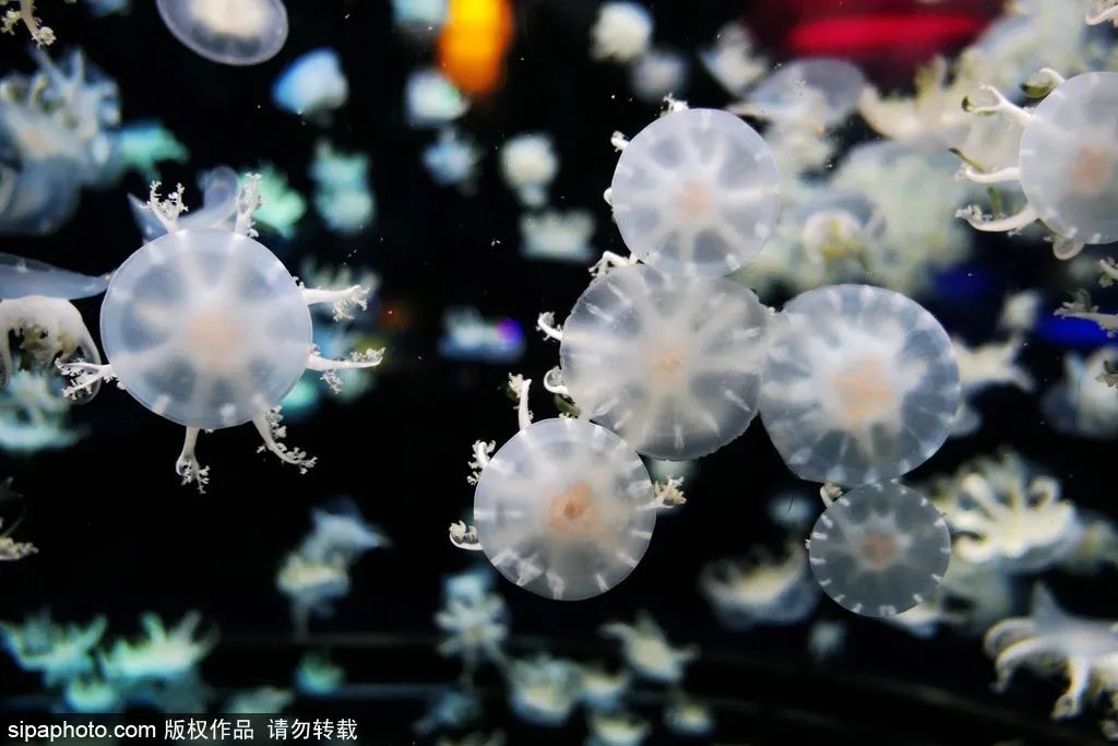 畅游海底世界活动,北京半日游海底世界