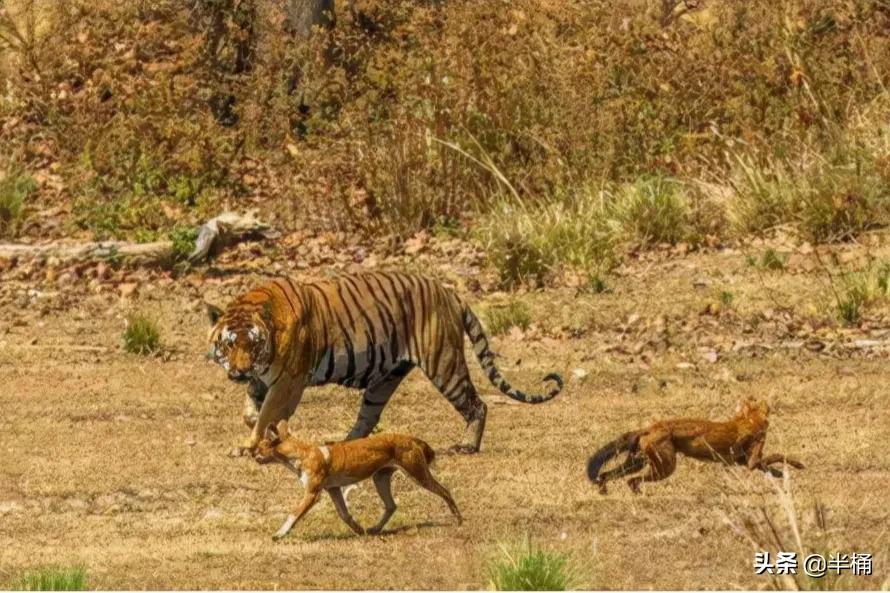豺狼虎豹为什么豺能够位居第一位,豺狼虎豹里的豺指的是哪种动物