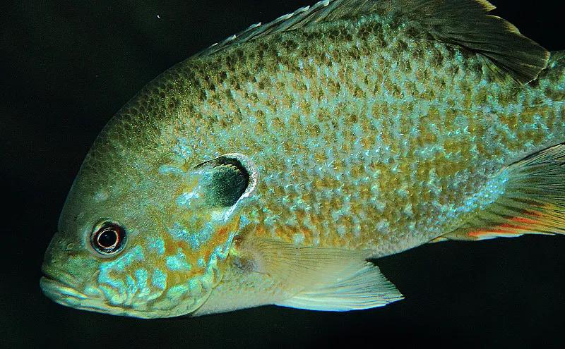 最好养的观赏鱼冷水鱼有哪些中型,冷水鱼有哪些观赏鱼比较好看