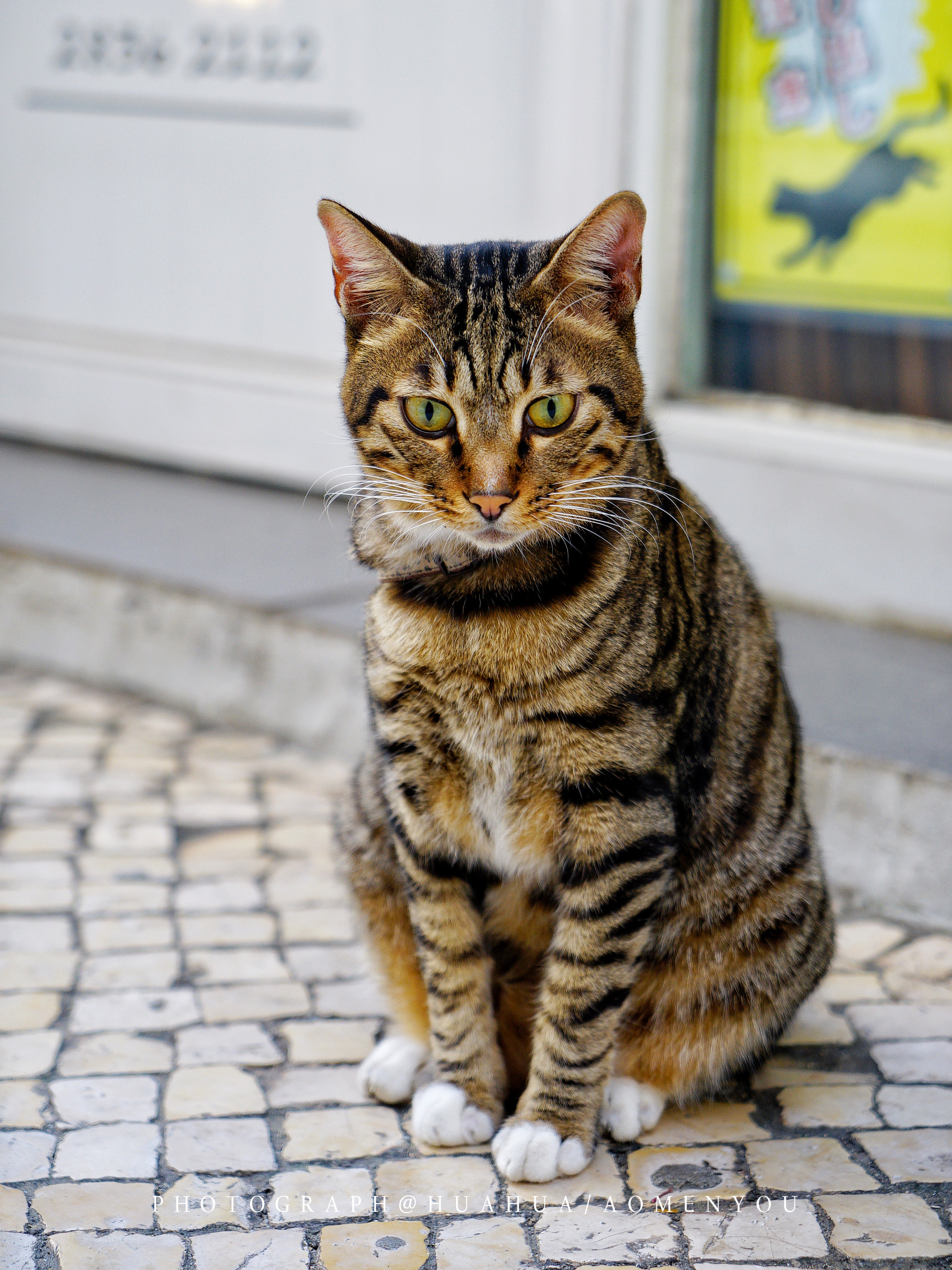 澳门5天4夜旅游攻略,澳门旅游攻略自由行3天