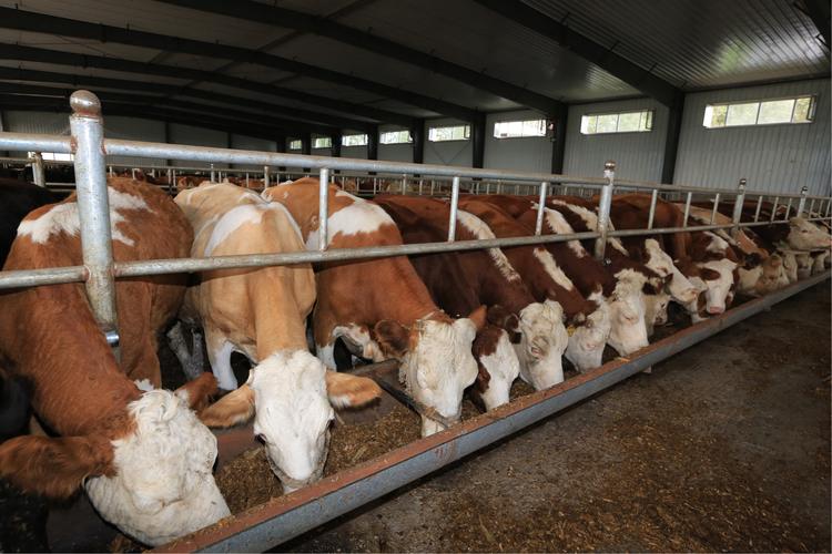 最新牛价行情涨了还是下跌,牛价还能坚挺多久最新牛价公布