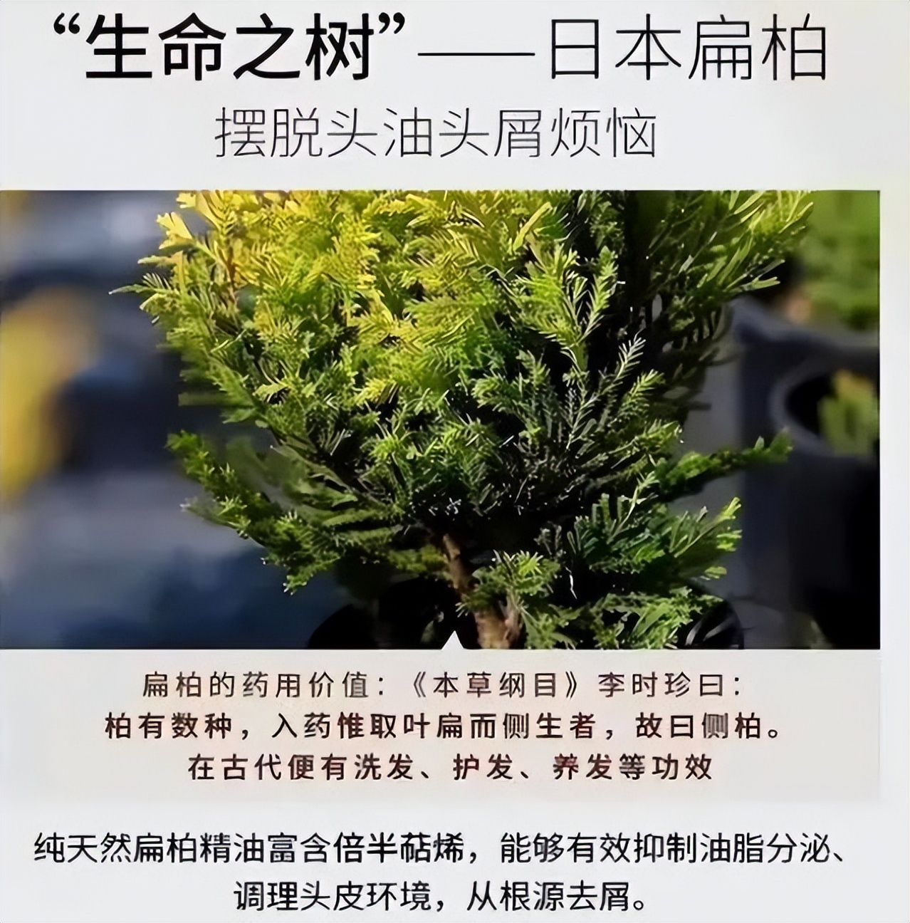 超市里的洗发水推荐真实测评,推荐超市里好用的几款洗发水