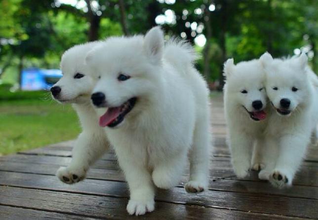 萨摩耶的优点和缺点好养吗,边牧和萨摩优缺点