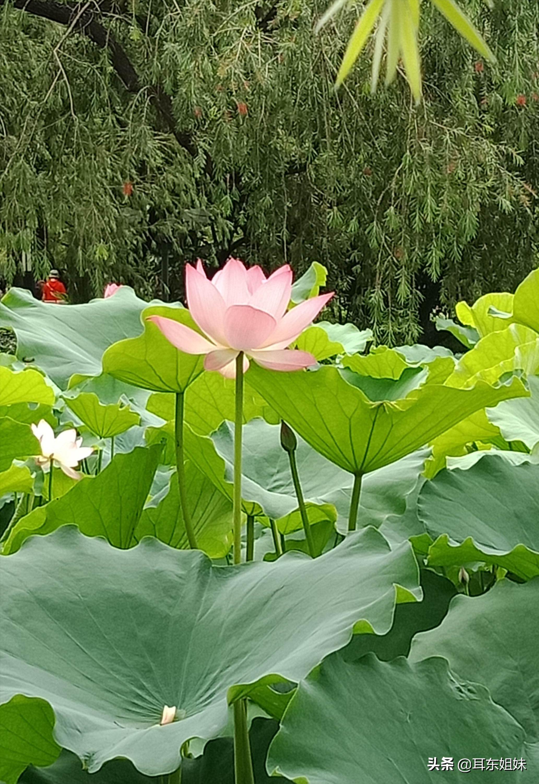 佛山公园里的荷花已悄然绽放,佛山人去旅游