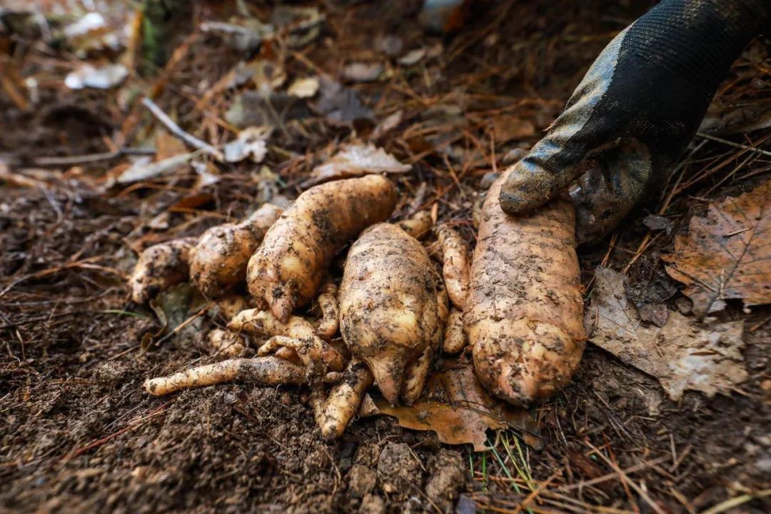 目前农村种植啥最赚钱呢,农民现在种植什么收益高