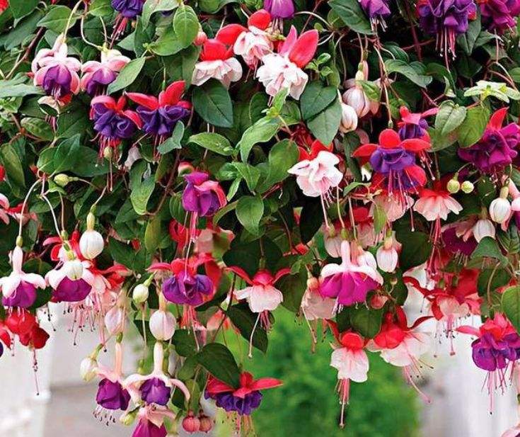 家里光照不足建议养这10种耐阴花,阴暗无光角落适合养什么花