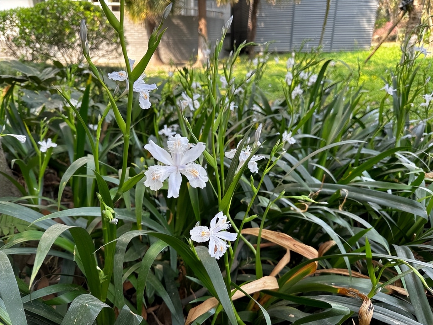 体坛又现新女神,体坛第一女神素颜无死角美爆