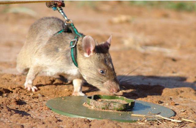 蝴蝶式反步兵地雷,弹射式反步兵地雷