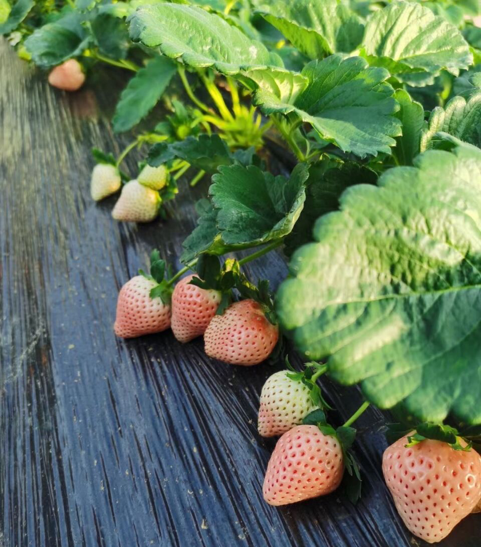 阳台种草莓的技巧和正确方式,在家里阳台种草莓收获时的喜悦