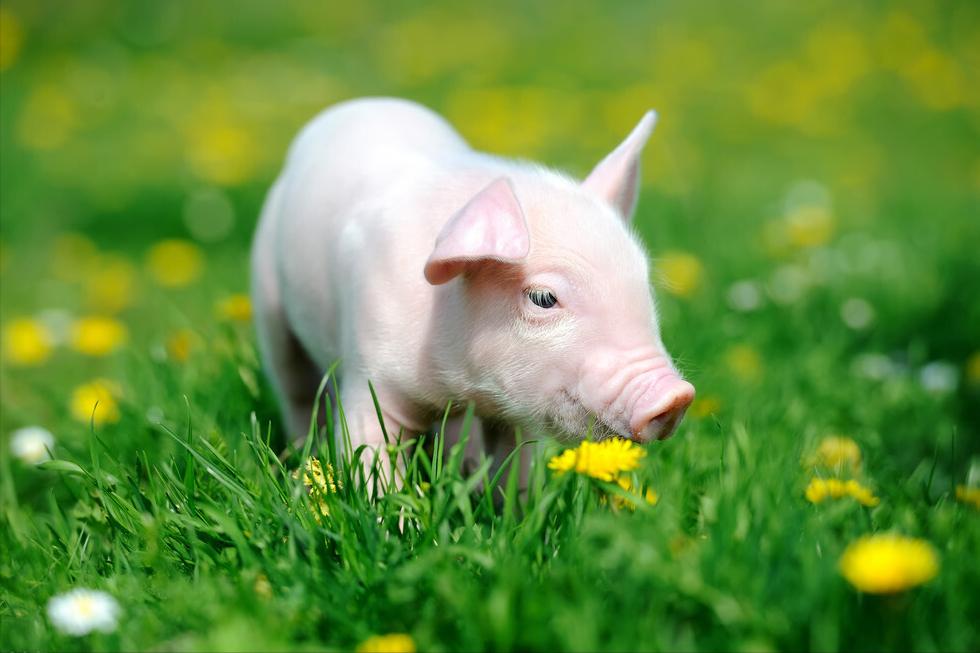 仔猪伪狂犬不能站立咋处理,猪伪狂犬怎么治