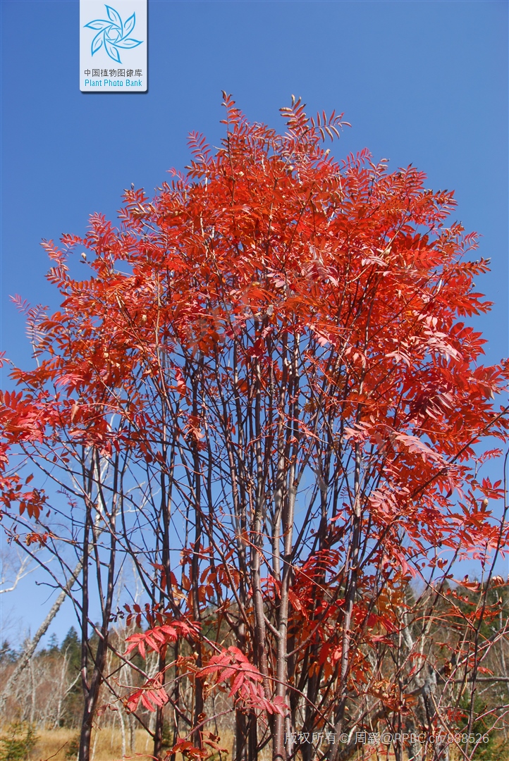 花楸木材优缺点,欧洲花楸极佳园林观赏树种