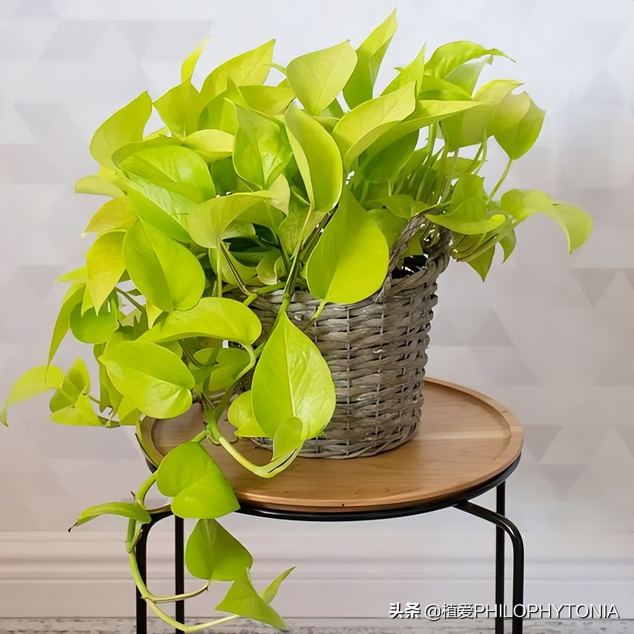 花境常绿植物推荐,室内大型开花植物推荐