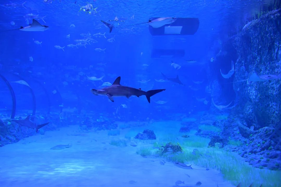 V世界｜夏天，在阿布扎比的11个“极致”体验