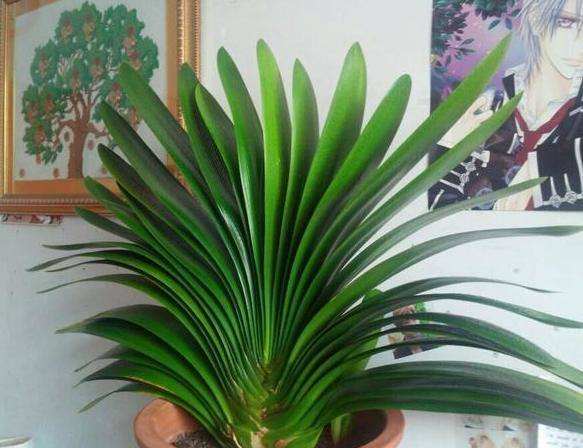 室内旺宅花盆栽好养,家庭养的最镇宅花