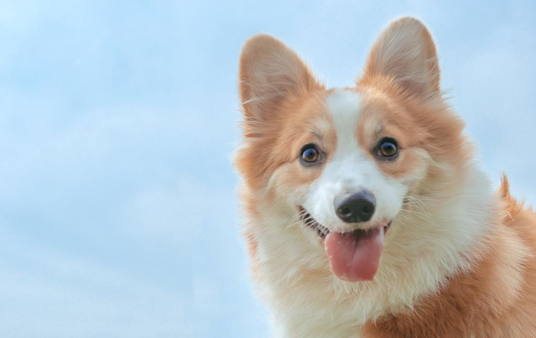 小柯基吃得少怎么办,小柯基吃土什么原因