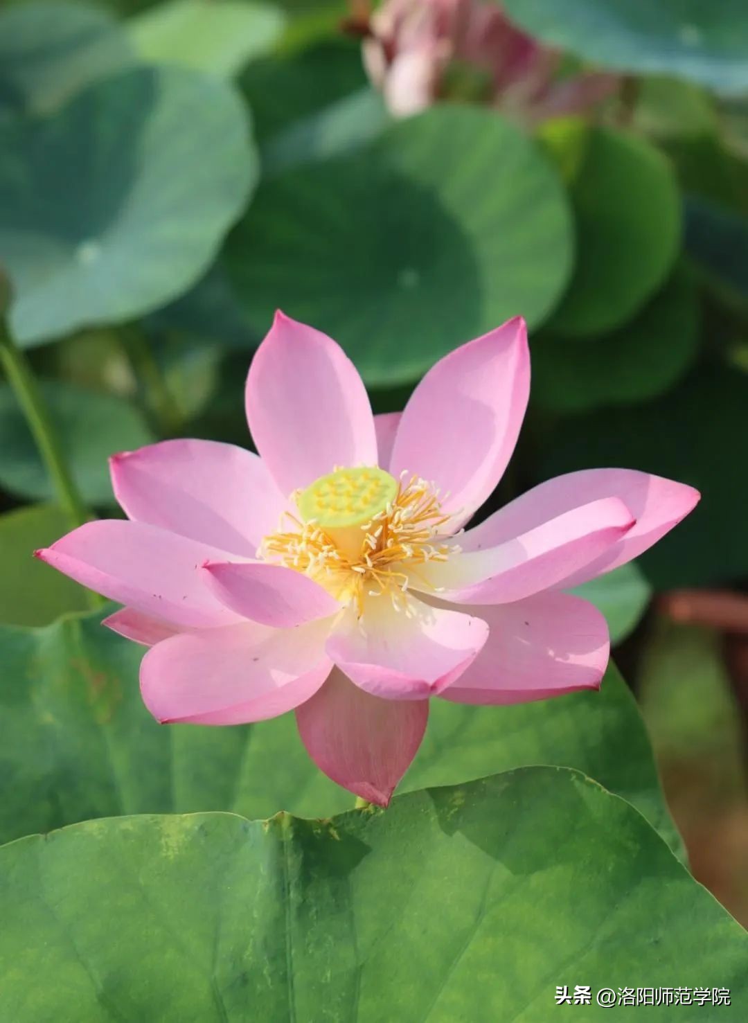 当洛师邂逅43种中国传统色……