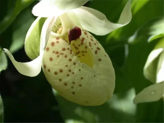 走阿坝进藏路线,走甘孜阿坝4天时间旅游攻略