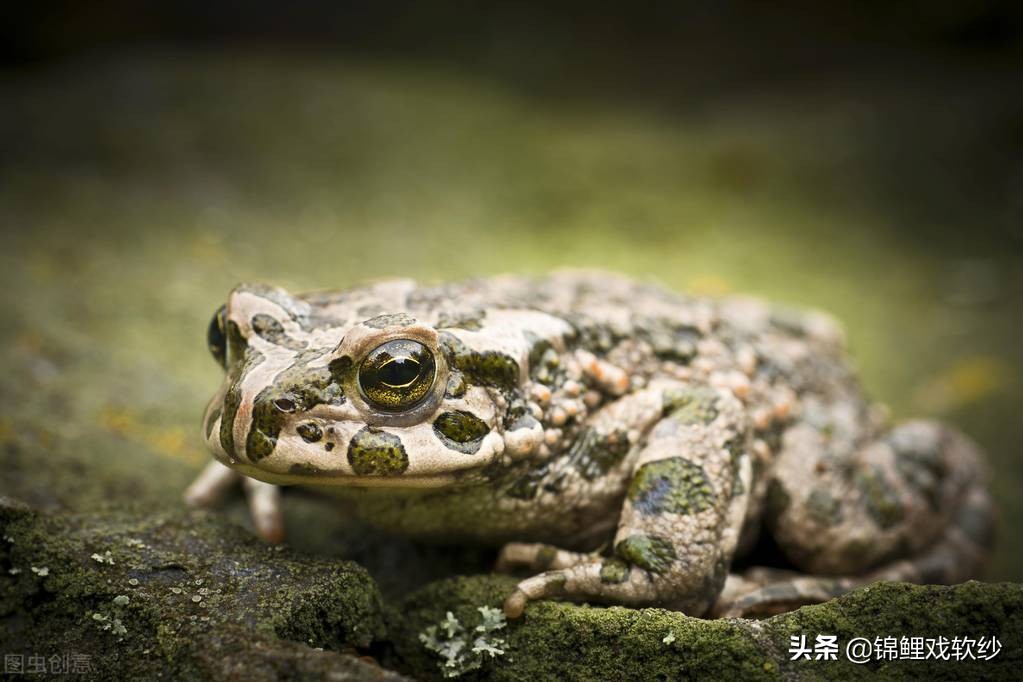 蟾蜍毒液会长疙瘩吗,蟾蜍科普知识