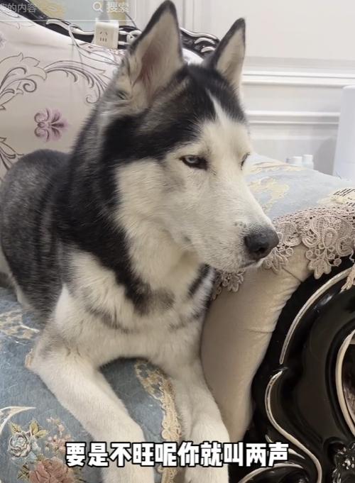 全网最听话的奥斯卡二哈,一只被主人逼疯的二哈奥斯卡