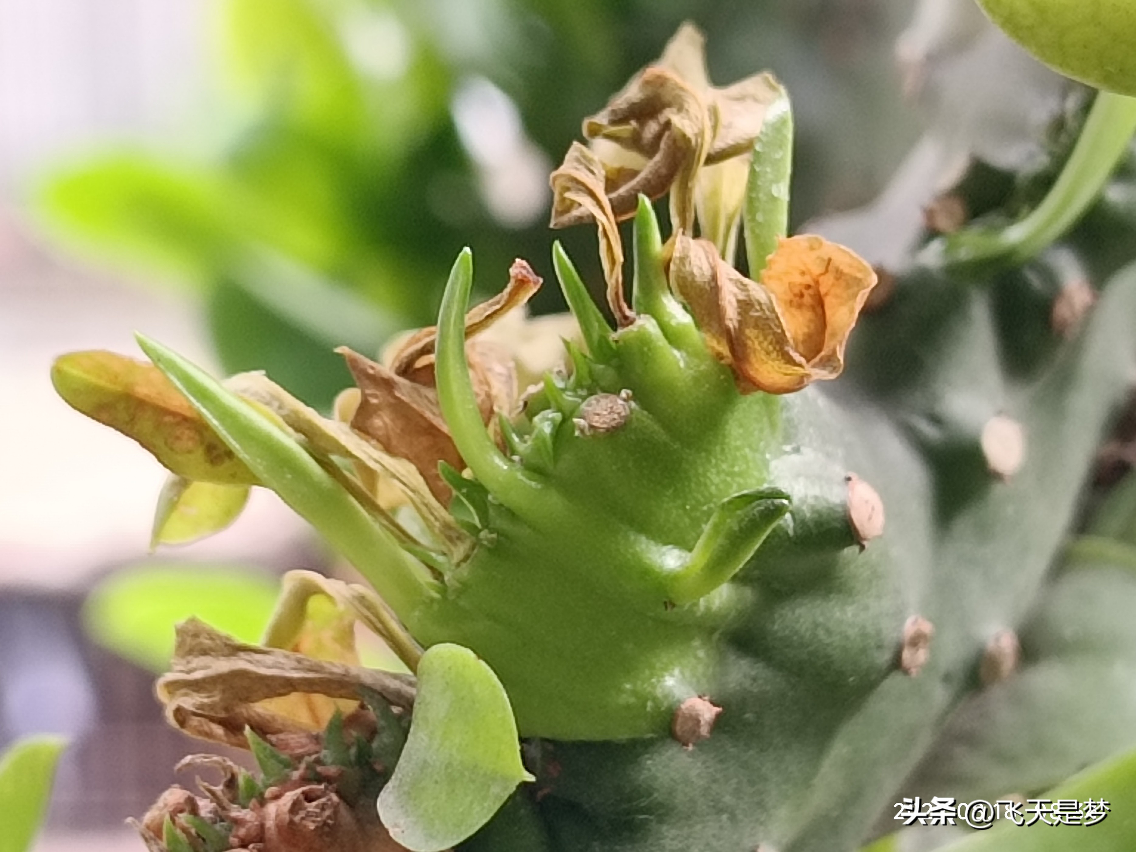 玉麒麟树的养护,玉麒麟好养吗