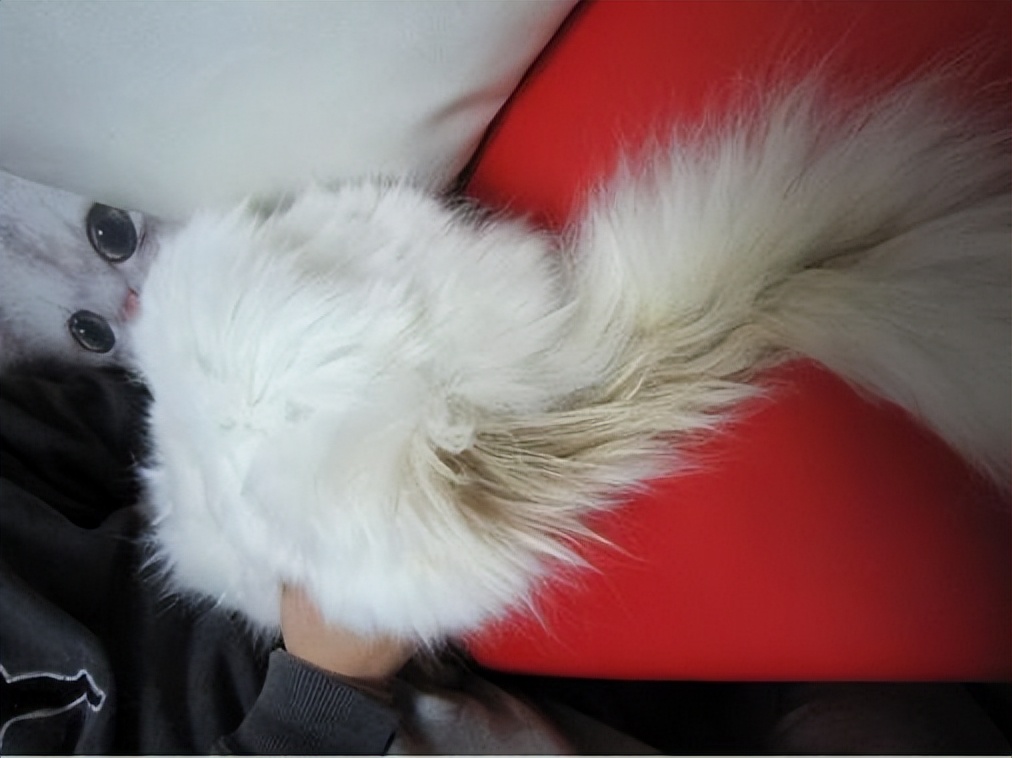 猫尾巴油腻是什么原因,猫的尾巴总是油油的