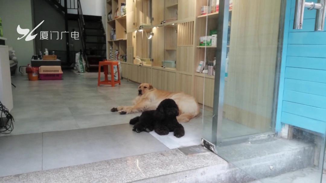 限养区犬规定厦门,禁犬令厦门