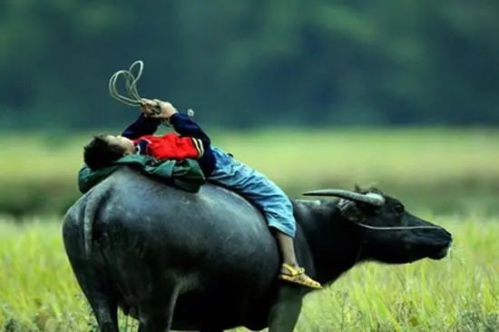 放牛娃山歌100首,放牛娃娃爱唱歌