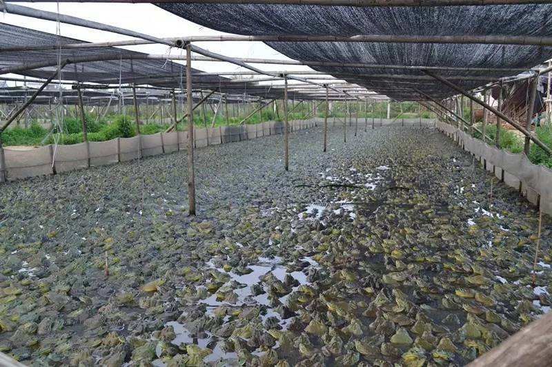 牛蛙脱肛要怎么处理,牛蛙脱肛用什么消毒