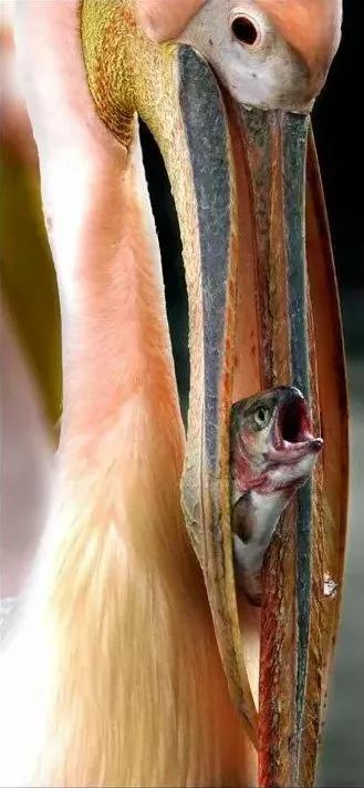 罕见绝美的小动物图片,罕见的动物有趣照片难得一见