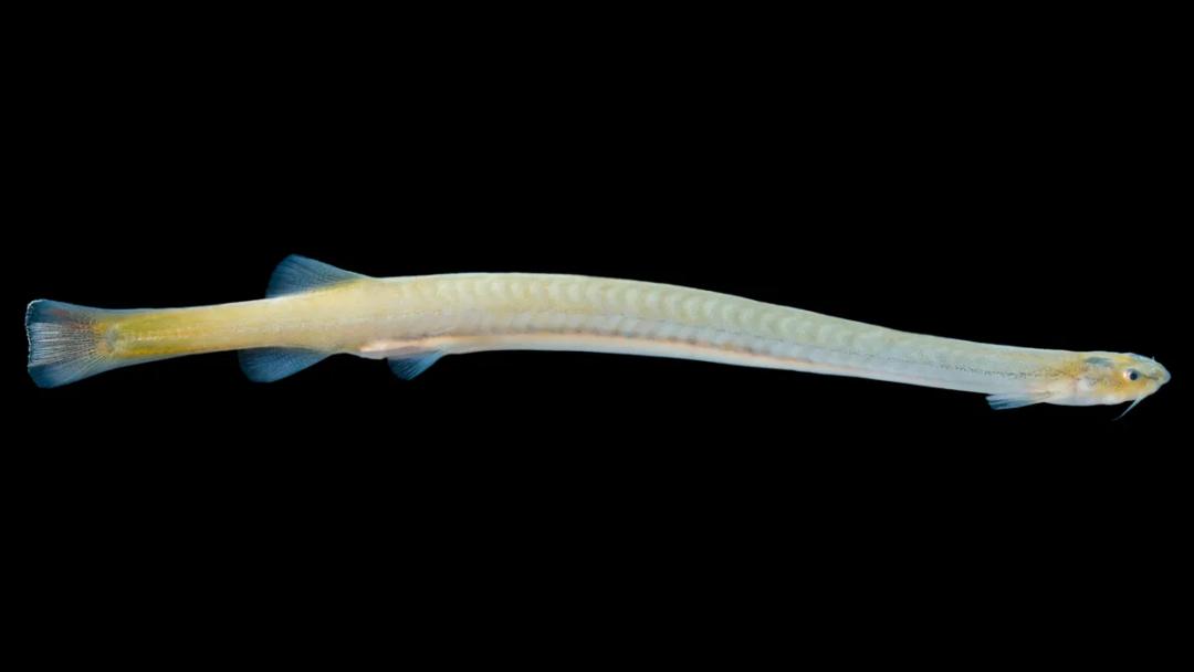 亚马逊河里有哪些特有鱼种,亚马逊河里都有什么鱼