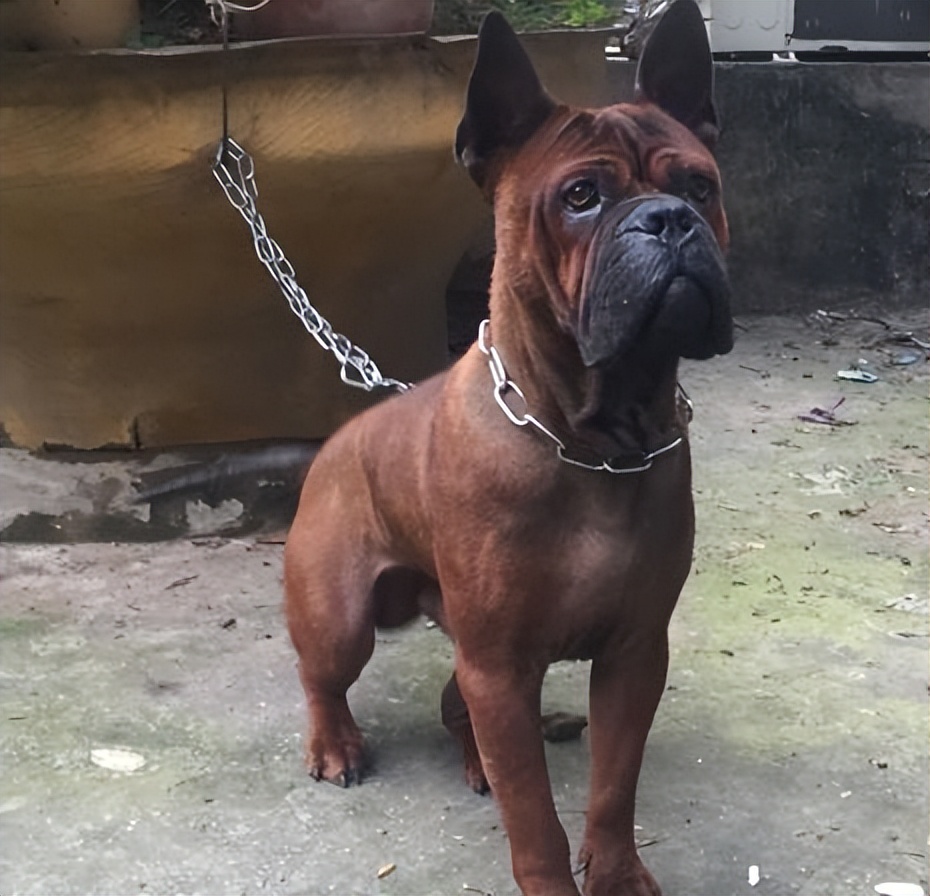 国产猛犬莱州红,中国国产大型猛犬犬种