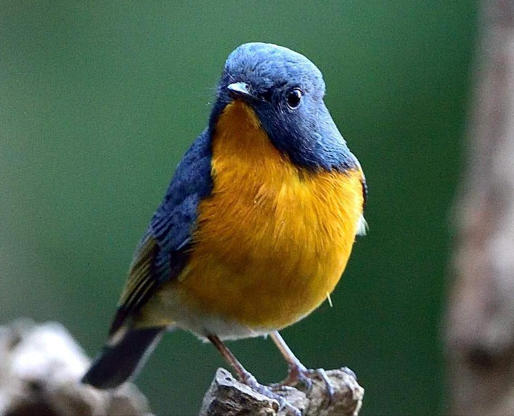 50张最佳鸟类摄影作品,鸟儿大全大图