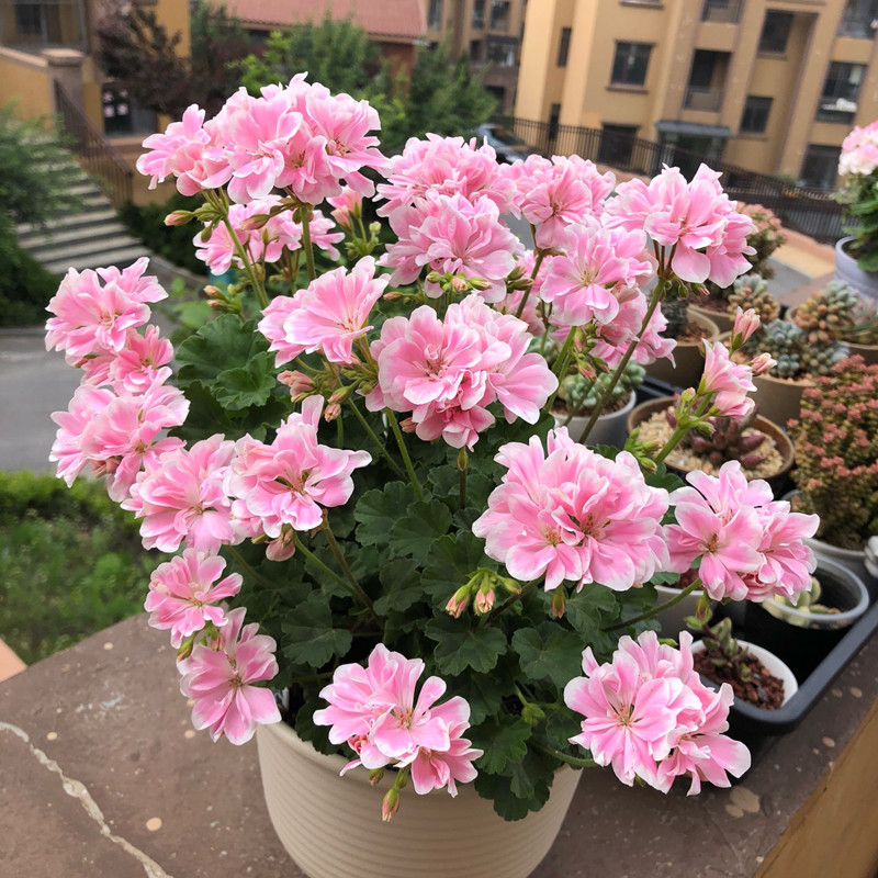 驱蚊虫重瓣大花天竺葵盆栽,天竺葵驱蚊虫吗