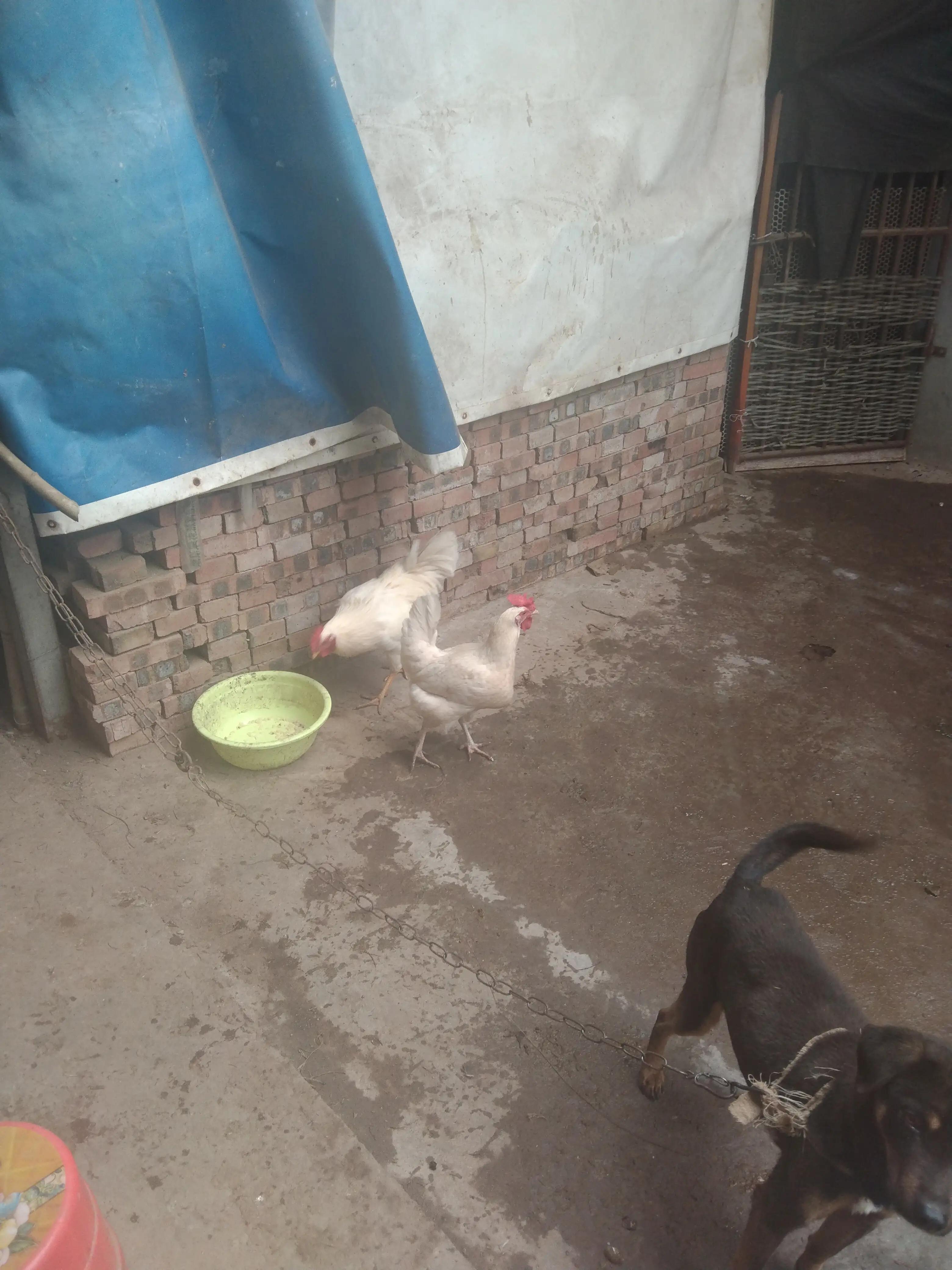 养土鸡防黄鼠狼有绝招,散养鸡怎么防老鹰黄鼠狼