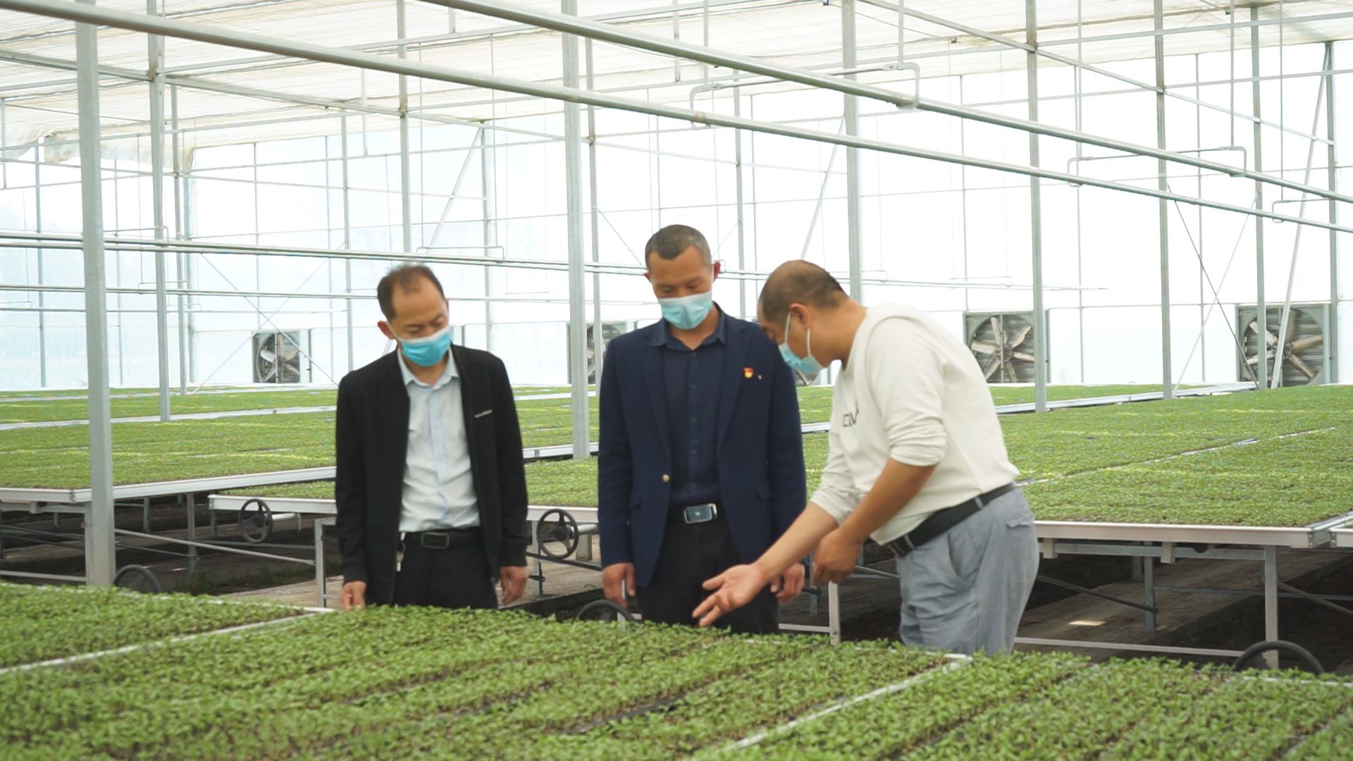 扶沟县12万亩蔬菜基地,扶沟万亩果蔬基地在哪里