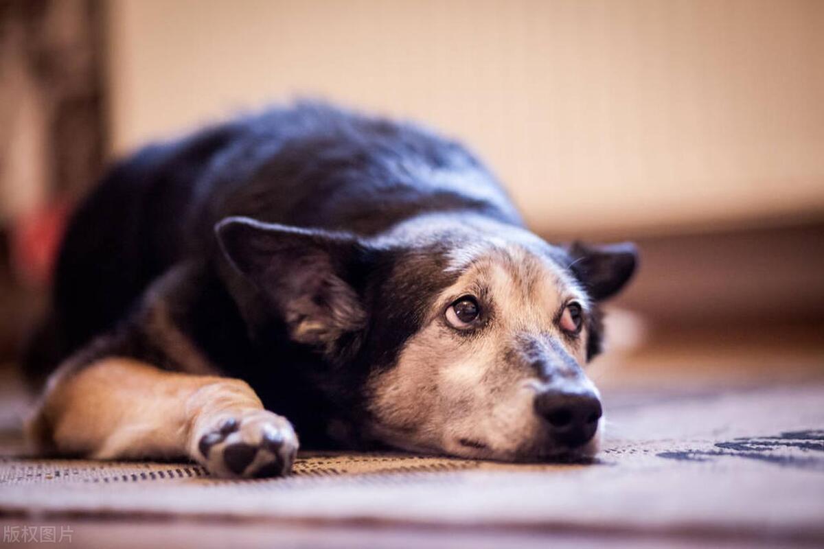 狗狗短命的5个明显细节,狗狗变老的十大标志