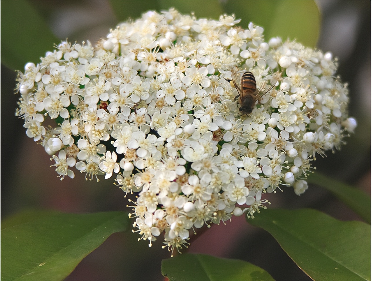 石楠花的特点,为什么现在这么多石楠花