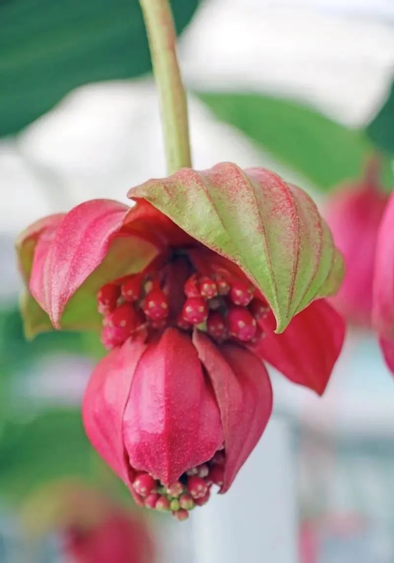 办公室花卉大气上档次,高端大气上档次花卉康乃馨