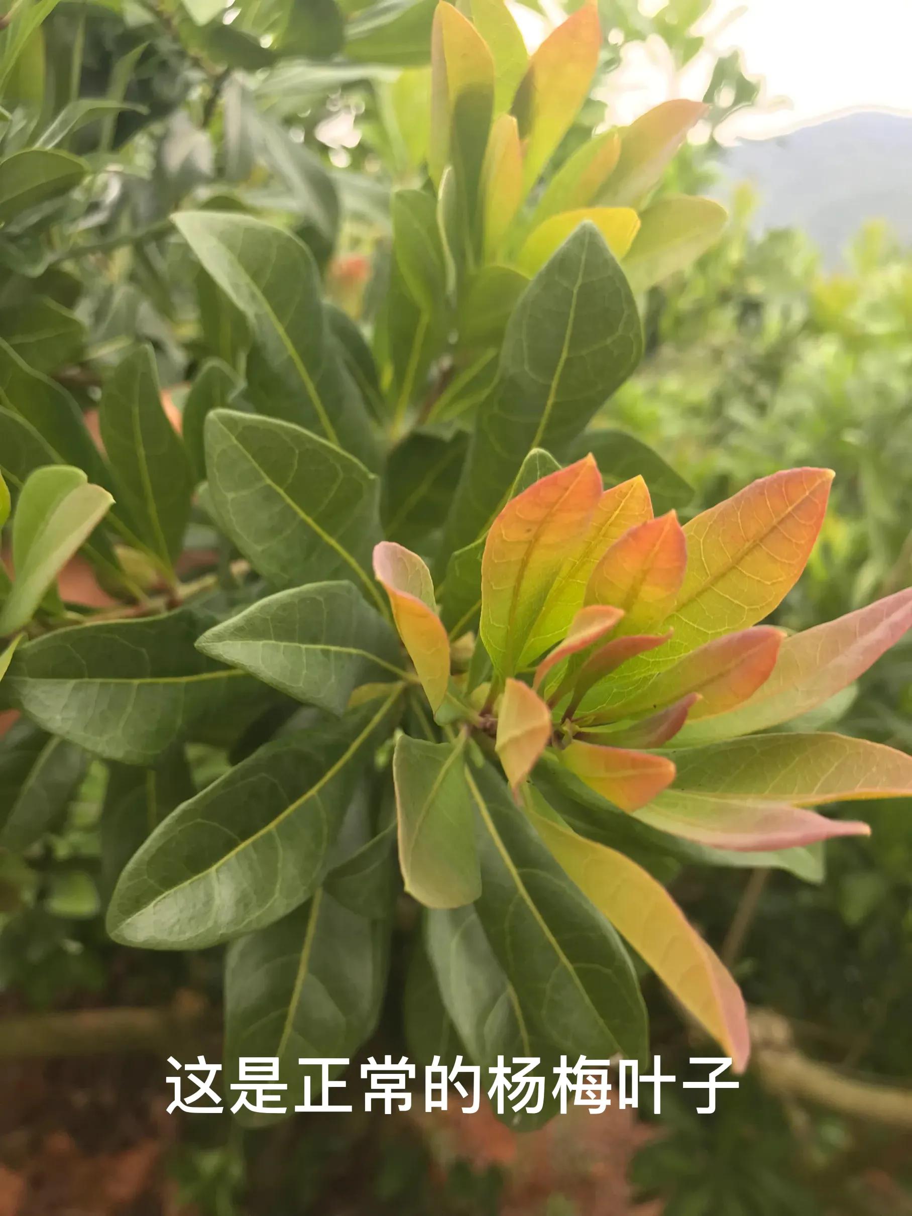 杨梅小叶病,攻克杨梅小叶病