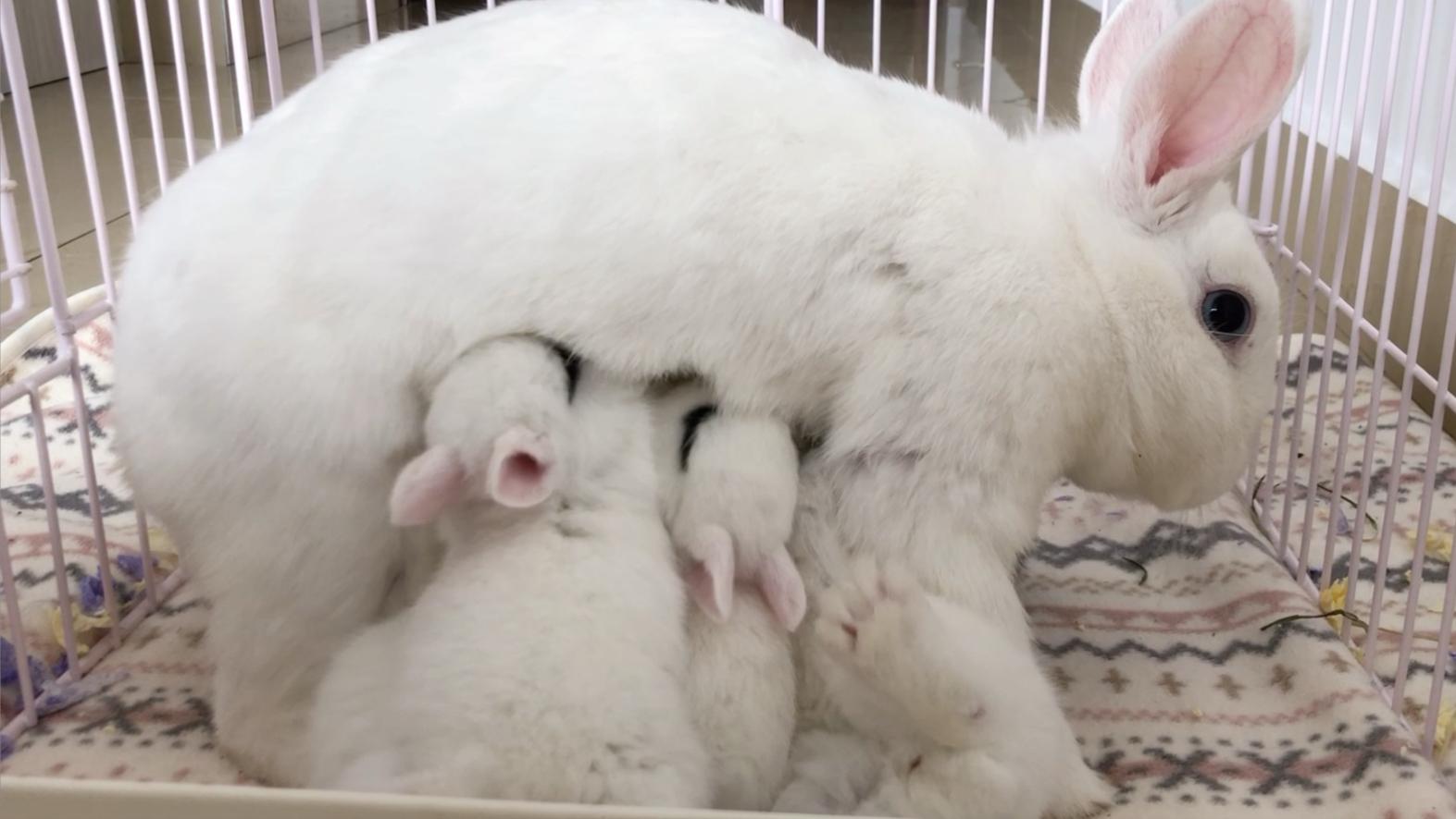 刚生下来的兔仔怎么管理,刚出生兔仔怎么人工喂养