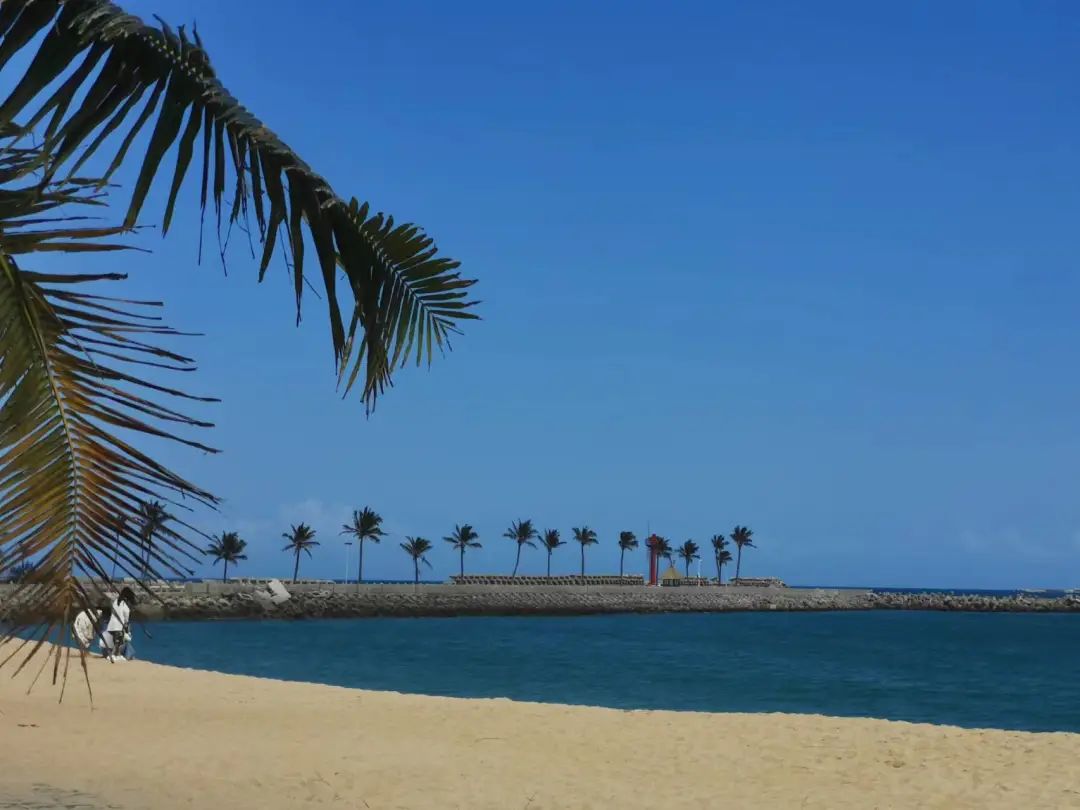 椰子的辛酸历史,关于椰子的一切