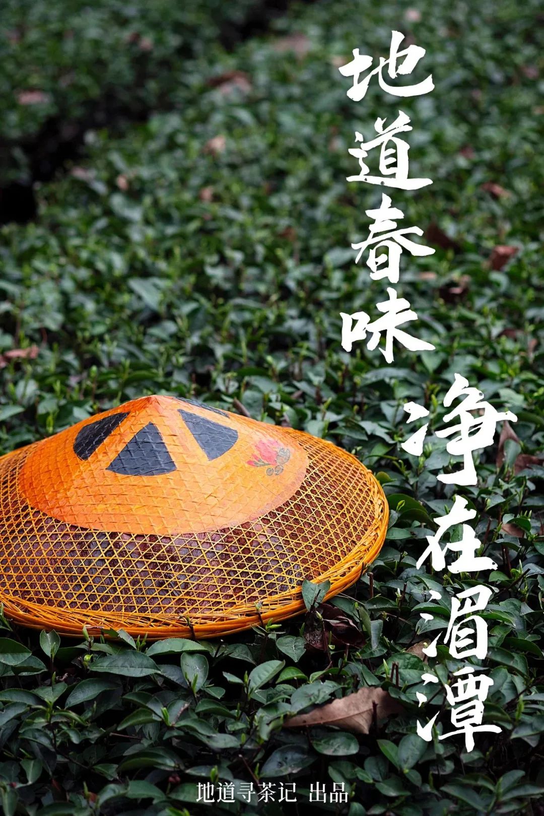 中国茶业历史悠久各种各样的茶叶,中国产茶的四大茶区