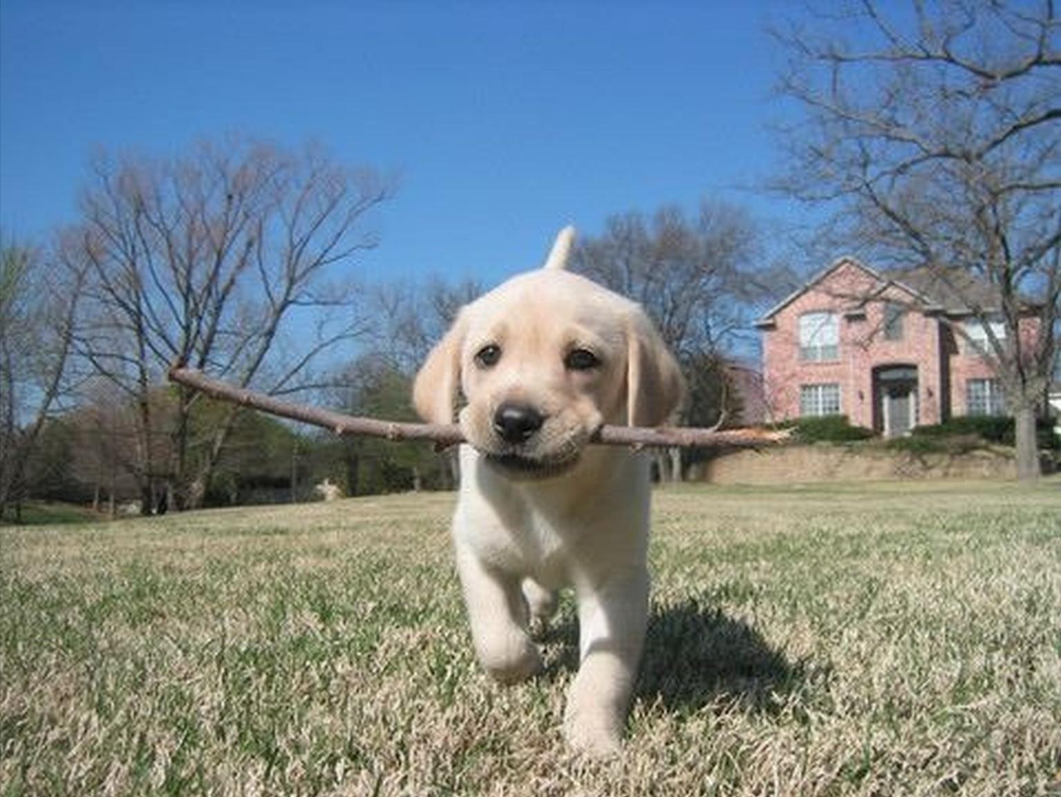 拉布拉多犬挑选方法,如何挑选拉布拉多狗详细讲解