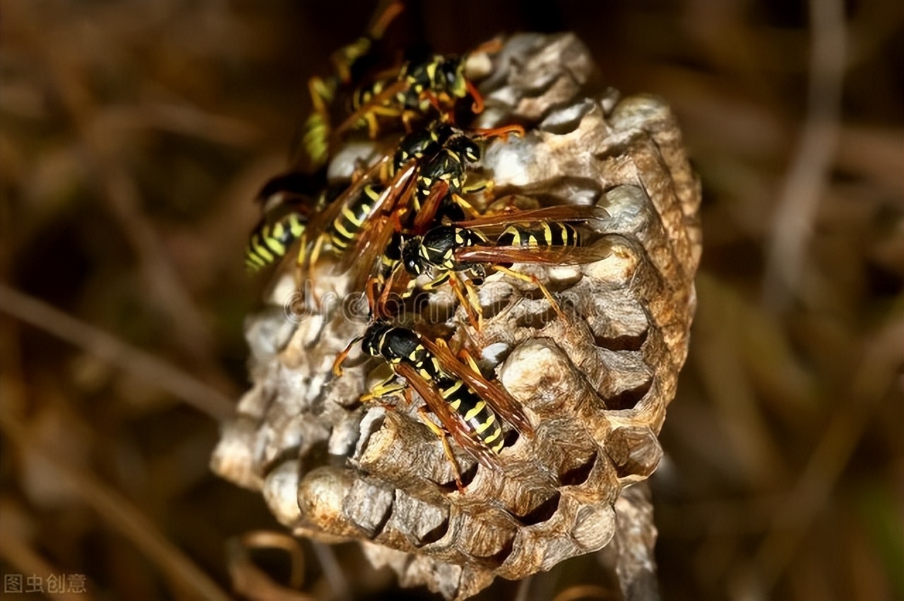 被马蜂蜇需要拔毒针吗,被马蜂蛰了蜂针没拔会自己出来吗